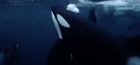 Rushes: Cristian Dimitrius footage of orcas Photo
