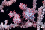 Pygmy seahorse code of conduct released Photo