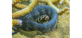 Scientists think pollution is turning sea snakes black Photo