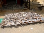 Sabah may outlaw shark finning Photo