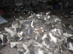 Fijian government proposes ban on shark finning Photo