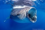 Isla Mujeres whale shark trip report Photo