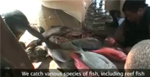 Shiver: Shark finning in Mozambique on Vimeo Photo