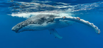 The Humpback Whales of Tonga by Don Silcock Photo
