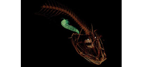 The deepest fish in the ocean has been described Photo