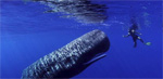 Howard Hall’s sperm whale video from Dominica Photo