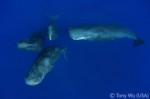 Report suggests sperm whales have unique identifiers in calls Photo