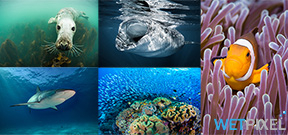Today is UN World Oceans Day Photo