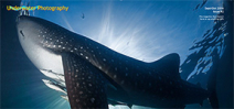 Issue 92 of Underwater Photography magazine available Photo