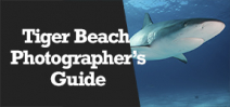 Wetpixel Live: Tiger Beach for Photographers Photo