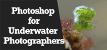 Wetpixel Live: Photoshop for Underwater Photographers Photo