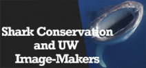 Wetpixel Live: Shark Conservation and UW Image-Makers Photo