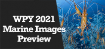 Wetpixel Live: WPY 2021 Preview Photo