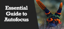 Wetpixel Live: Essential Guide to Autofocus Underwater Photo