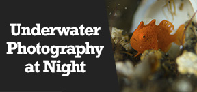 Wetpixel Live: Underwater Photography at Night Photo