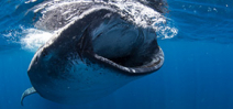 Now available: Wetpixel Whale sharks 2014 Photo