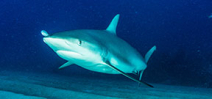 Scientific American’s antidote to Shark Week Photo