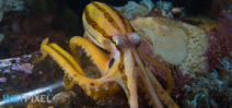 The Ethics of Octopus imagery: Part 1 Photo