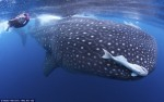 Whale sharks in the news Photo