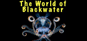 Shipping: The World of Blackwater by Mike Bartick Photo