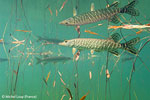 BBC Wildlife Photographer of the Year winners for 2009 announced Photo
