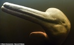 Mail Online features images of river dolphins Photo