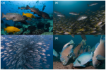 Study show success of Mexican marine reserve Photo