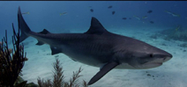 Video: Shark Dream by Andy Casagrande Photo