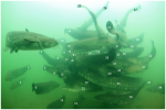 Paper published about catfish aggregations Photo