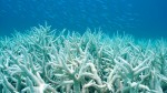 Coral bleaching: Worst since 1998 Photo