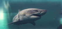 Tutorial: Great White Sharks, Hammerheads, Mantas and More by Annie Crawley Photo