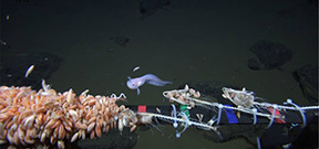 Imagery captured of world’s deepest fish Photo
