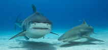 Last few spaces on Wetpixel Ultimate Tiger Sharks available Photo