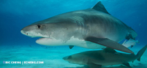 Trip updates: Wetpixel Tiger Sharks 2015 Photo