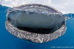 Last minute spaces available on Wetpixel whale shark expedition Photo