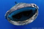 Wetpixel Ultimate Whale Shark expedition 2012 Photo