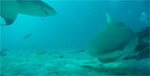 GoPro underwater shark experiment video Photo