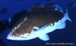 DiveFilm HD podcast: Grouper Moon Project Photo