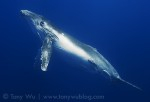 Tony Wu releases results of humpback whale study Photo