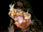 Photographer records remarkable nudibranch behavior Photo