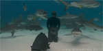 Nina Salerosa: A video in defense of Bahamas sharks Photo