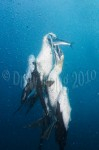 Wetpixel Ocean Safari (Sardine Run) 2010 report now online Photo