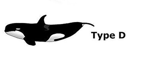 Scientists describe new species of orca Photo