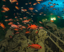 Wetpixel Red Sea Imaging Safari 2023 Photo
