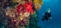 Late Availability: Wetpixel Red Sea Photo
