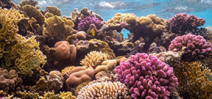 Video: Red Sea Reefs from 2020 G20 Summit Photo