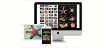 Reef ID Books Releases Echinoderm Field Guide Photo