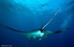 Revised: Photographer captures manta giving birth Photo