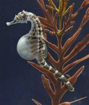 Paper on seahorse shape adaptation Photo