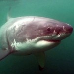 Scientific American on today’s sharks Photo